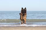 BERGER ALLEMAND 042